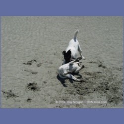 2003_2815_Kutcous_Point_Dogs.html
