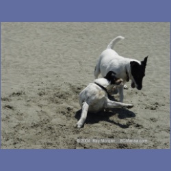 2003_2816_Kutcous_Point_Dogs.html