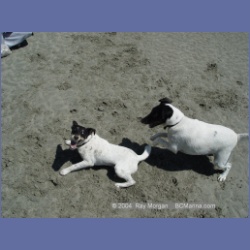2003_2817_Kutcous_Point_Dogs.html