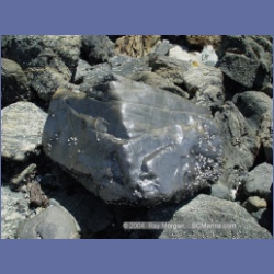 2003_2831_Kutcous_Point_Gibson_Marine_Park.html