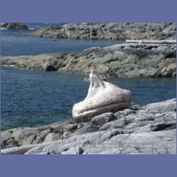 2005_2151_Gillen_Harbour.html