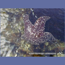 2001_110_Goodlad_Bay_Kildidt_Sound.html