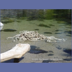 2005_2302_Goose_Group_Islands.html