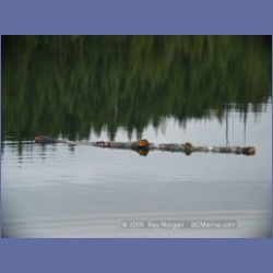 2005_1233_Honeymoon_Bay_Granby_Bay.html
