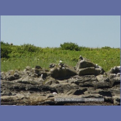2003_3311_Grassy_Island_Kyuquot_Sound.html