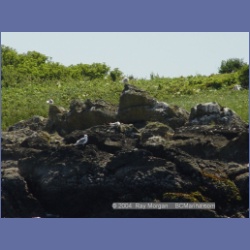 2003_3331_Grassy_Island_Kyuquot_Sound.html