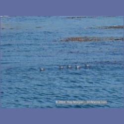 2003_3360_Grassy_Island_Kyuquot_Sound.html