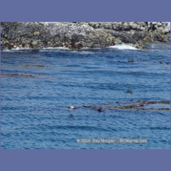 2003_3361_Grassy_Island_Kyuquot_Sound.html