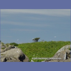 2003_3376_Grassy_Island_Kyuquot_Sound.html