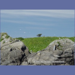 2003_3377_Grassy_Island_Kyuquot_Sound.html