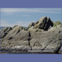 2003_3379_Grassy_Island_Kyuquot_Sound.html