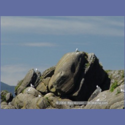 2003_3381_Grassy_Island_Kyuquot_Sound.html
