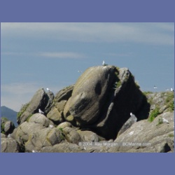 2003_3382_Grassy_Island_Kyuquot_Sound.html