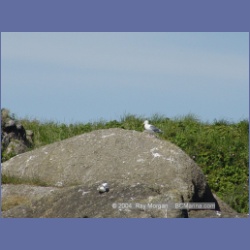 2003_3389_Grassy_Island_Kyuquot_Sound.html