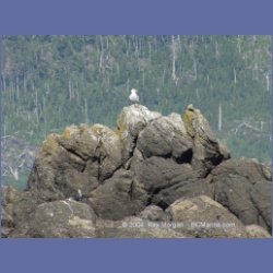 2003_3390_Grassy_Island_Kyuquot_Sound.html