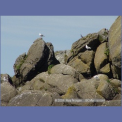 2003_3392_Grassy_Island_Kyuquot_Sound.html