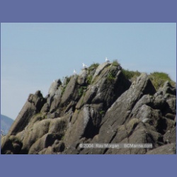 2003_3393_Grassy_Island_Kyuquot_Sound.html