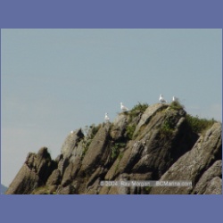 2003_3394_Grassy_Island_Kyuquot_Sound.html
