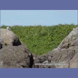 2003_3395_Grassy_Island_Kyuquot_Sound.html