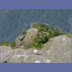 2003_3396_Grassy_Island_Kyuquot_Sound.html