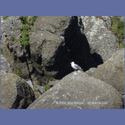 2003_3397_Grassy_Island_Kyuquot_Sound.html