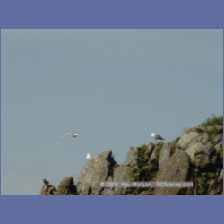 2003_3398_Grassy_Island_Kyuquot_Sound.html