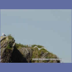2003_3401_Grassy_Island_Kyuquot_Sound.html