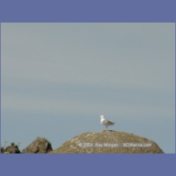 2003_3405_Grassy_Island_Kyuquot_Sound.html