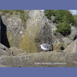 2003_3407_Grassy_Island_Kyuquot_Sound.html