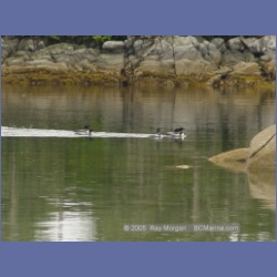 2005_1896_Griffith_Harbour_Banks_Island.html
