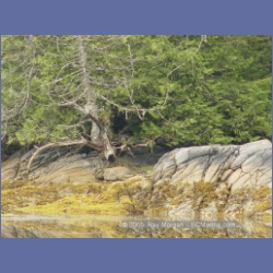 2005_1906_Griffith_Harbour_Banks_Island.html