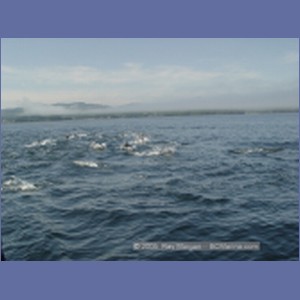 2005_2345_Hardy_Bay_Dolphins.JPG
