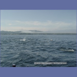 2005_2346_Hardy_Bay_Dolphins.JPG