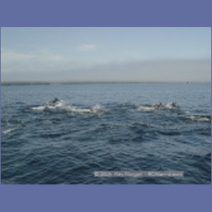 2005_2348_Hardy_Bay_Dolphins.JPG
