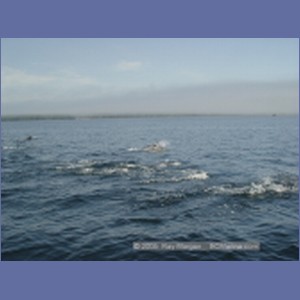 2005_2349_Hardy_Bay_Dolphins.JPG