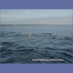 2005_2350_Hardy_Bay_Dolphins.JPG