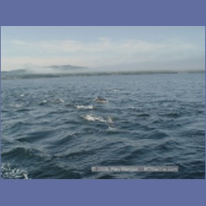 2005_2351_Hardy_Bay_Dolphins.JPG