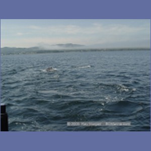 2005_2352_Hardy_Bay_Dolphins.JPG