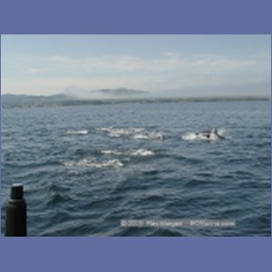 2005_2353_Hardy_Bay_Dolphins.JPG