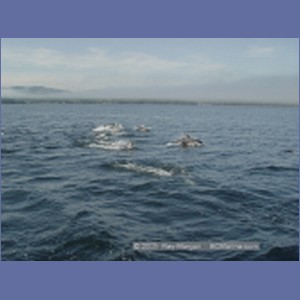 2005_2354_Hardy_Bay_Dolphins.JPG