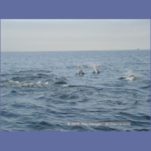 2005_2355_Hardy_Bay_Dolphins.JPG