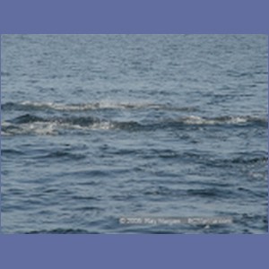 2005_2356_Hardy_Bay_Dolphins.JPG