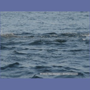 2005_2357_Hardy_Bay_Dolphins.JPG