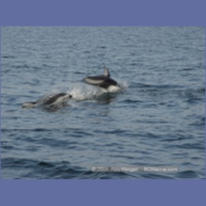 2005_2358_Hardy_Bay_Dolphins.JPG