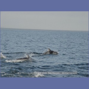 2005_2359_Hardy_Bay_Dolphins.JPG