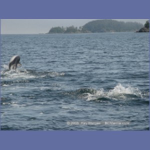 2005_2361_Hardy_Bay_Dolphins.JPG