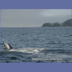 2005_2362_Hardy_Bay_Dolphins.JPG