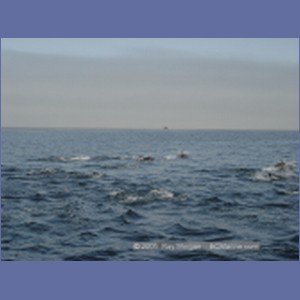 2005_2365_Hardy_Bay_Dolphins.JPG