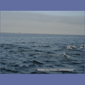 2005_2366_Hardy_Bay_Dolphins.JPG