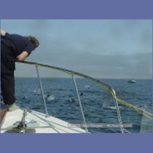 2005_2367_Hardy_Bay_Dolphins.JPG
